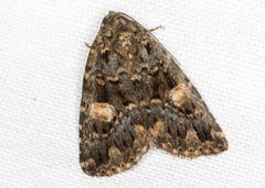 Condica macrosema