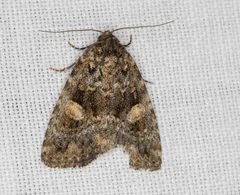 Condica macrosema