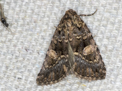 Condica macrosema