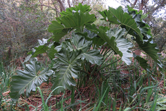 Thaumatophyllum undulatum