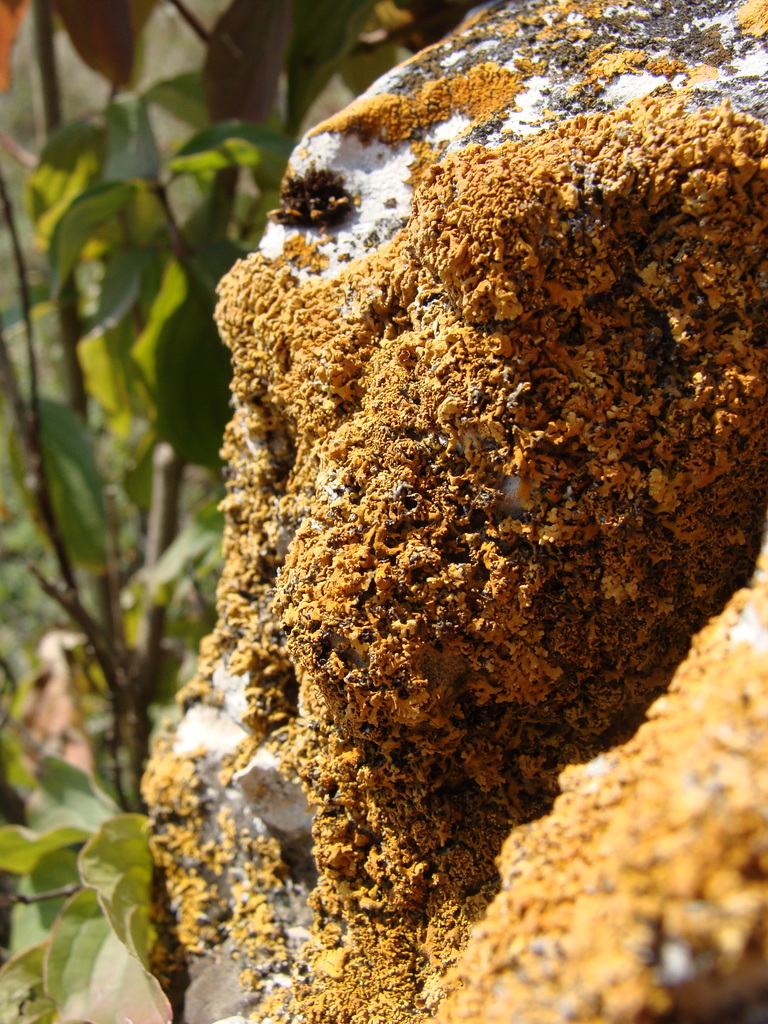 Rusavskia papillifera