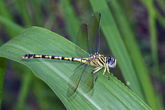 Paragomphus lineatus