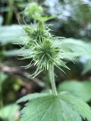 Geum geniculatum