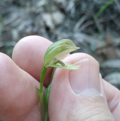 Pterostylis longifolia