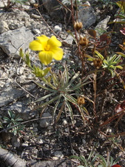 Linum basarabicum