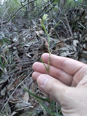 Pterostylis longifolia