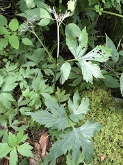 Hydrophyllum virginianum atranthum
