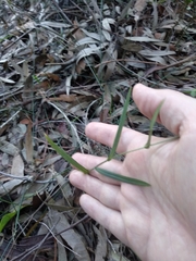 Pterostylis longifolia