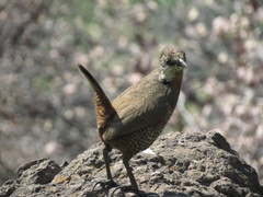 Pteroptochos megapodius