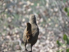 Pteroptochos megapodius