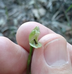 Pterostylis longifolia