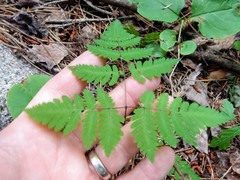Gymnocarpium dryopteris