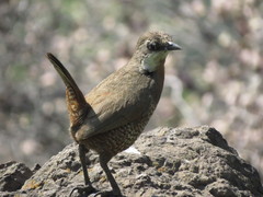 Pteroptochos megapodius