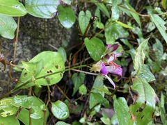 Tricyrtis lasiocarpa