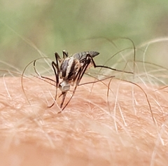 Psorophora longipalpus