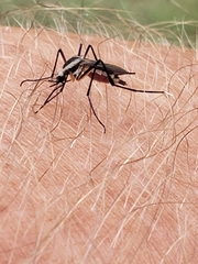 Psorophora longipalpus