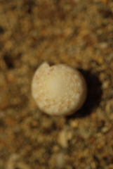 Conus arenatus
