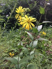 Silphium integrifolium