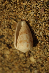 Conus arenatus