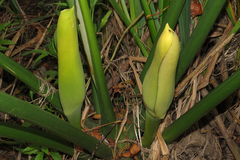 Thaumatophyllum undulatum