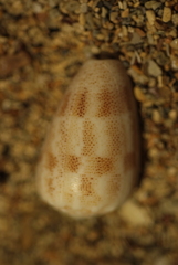 Conus arenatus