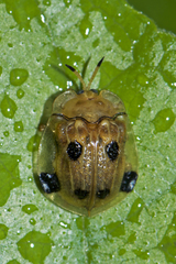 Basiprionota sexmaculata