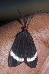 Pidorus