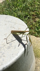 Mantidae