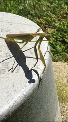 Mantidae