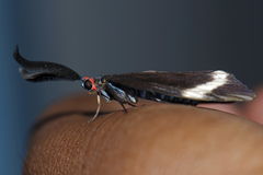 Pidorus