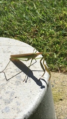 Mantidae