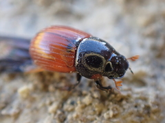 Aphodius pedellus