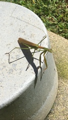Mantidae