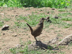 Pteroptochos megapodius