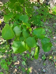 Erythrina flabelliformis