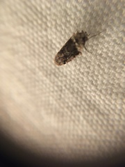 Catonia