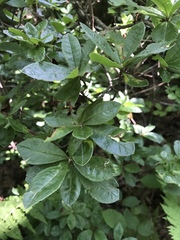 Rhododendron viscosum