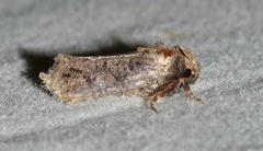 Acrolophus arcanella