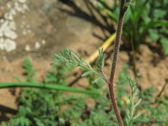 Gilia laciniata