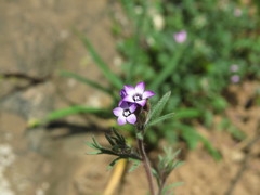 Gilia laciniata