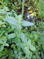 Salvia stachyoides