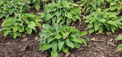 Hosta plantaginea