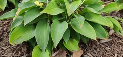 Hosta plantaginea