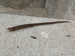 Gerrhonotus liocephalus