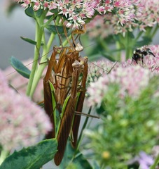 Tenodera sinensis