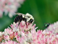 Bombus impatiens