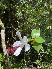 Hibiscus arnottianus