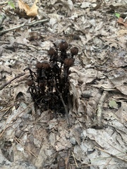 Monotropa