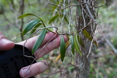 Plectorrhiza tridentata