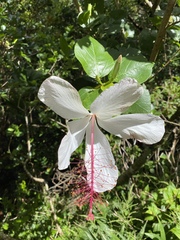 Hibiscus arnottianus